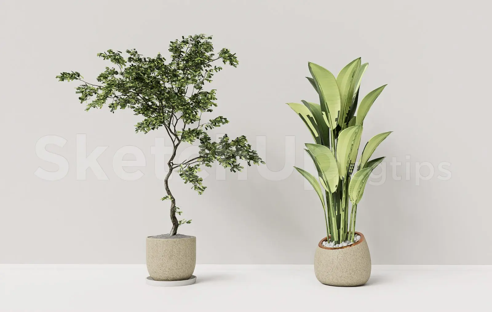 Plant