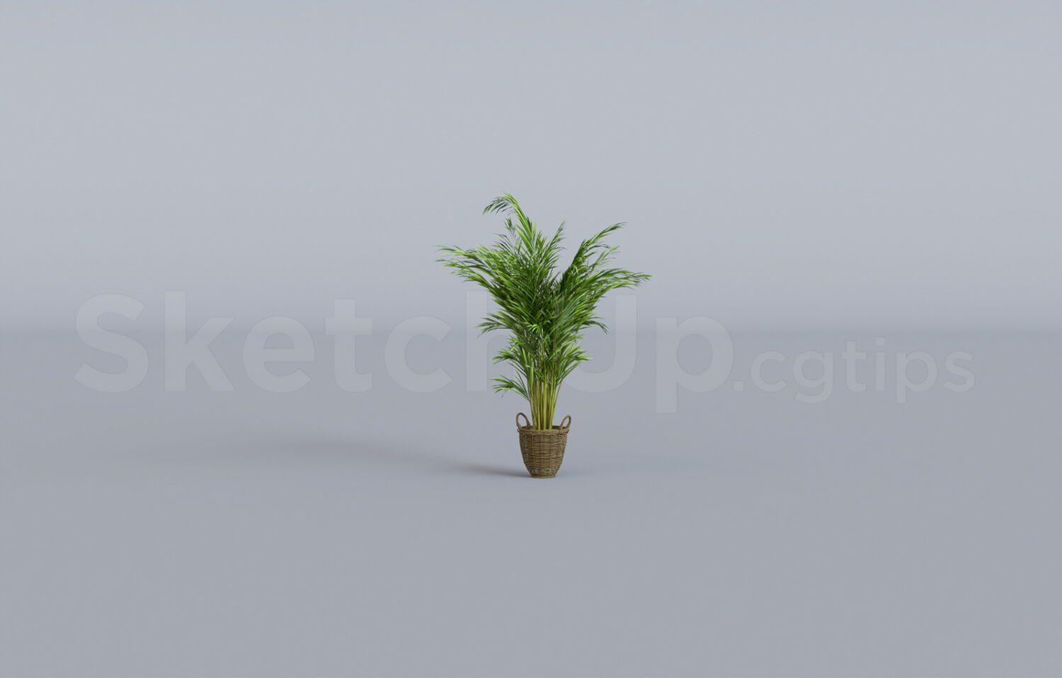 Plant
