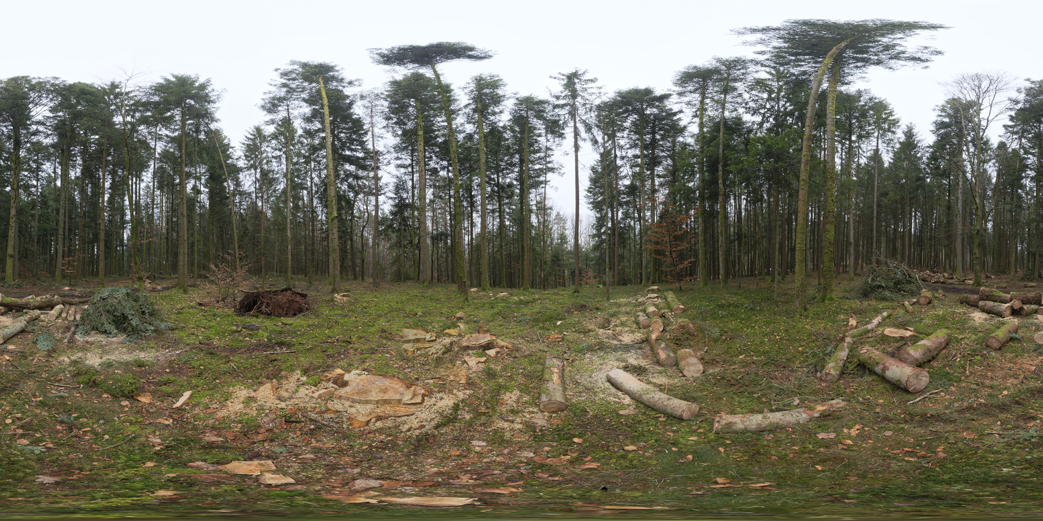 Niederwihl Forest