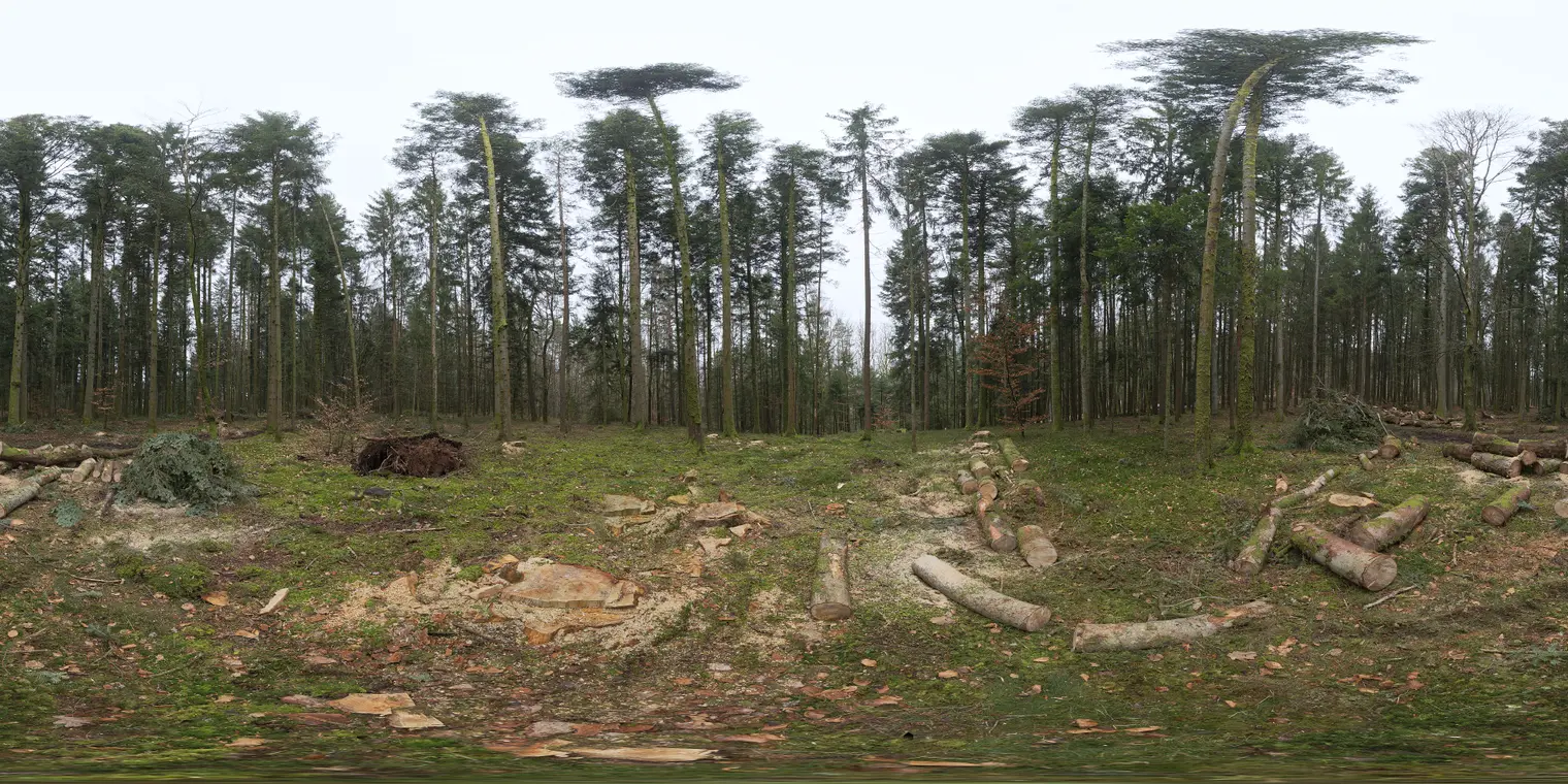 Niederwihl Forest — preview 1, by Adrian Kubasa (Poly Haven, CC0)