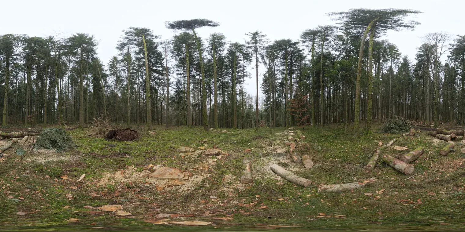 Niederwihl Forest