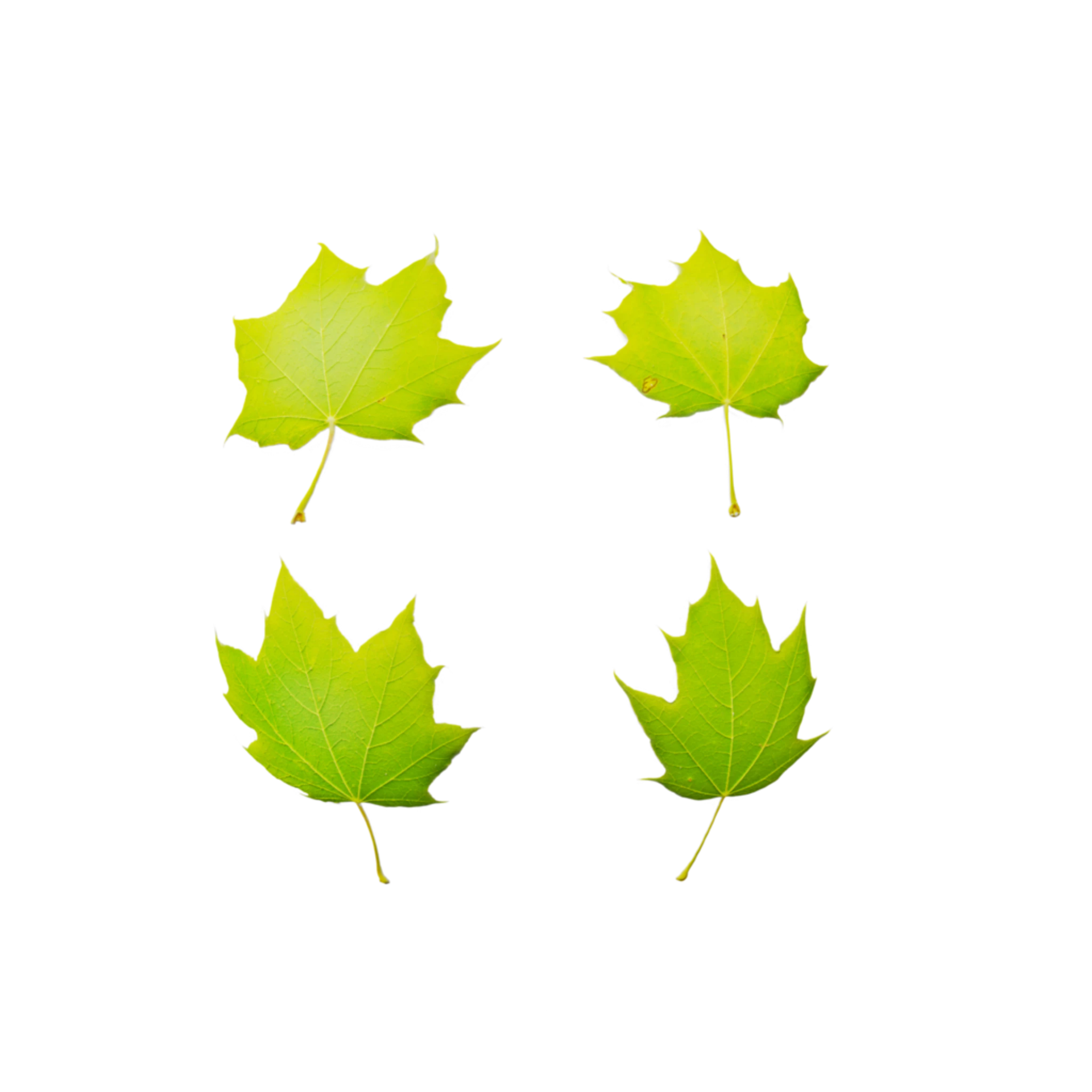 Leaf Set 010