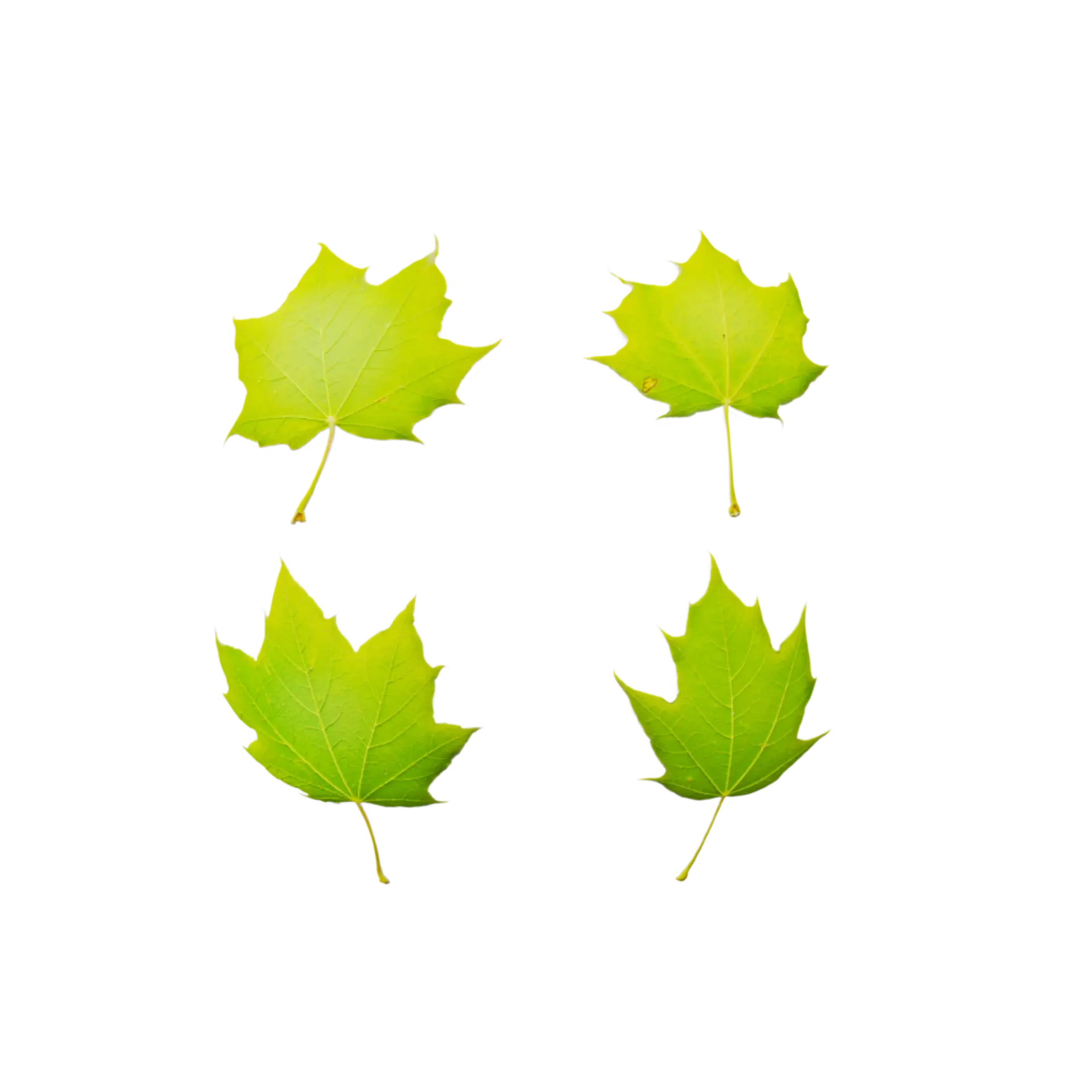 Leaf Set 010