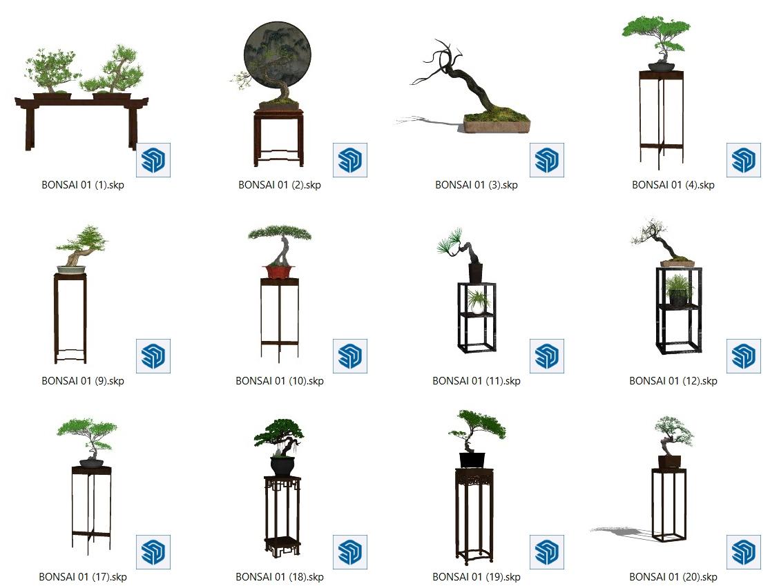 Bonsai Tree