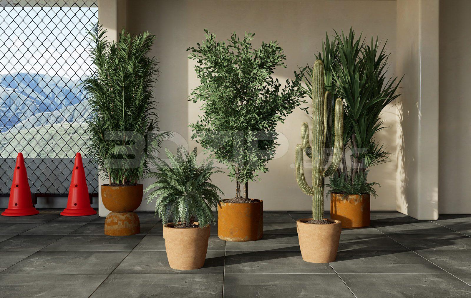 Plants