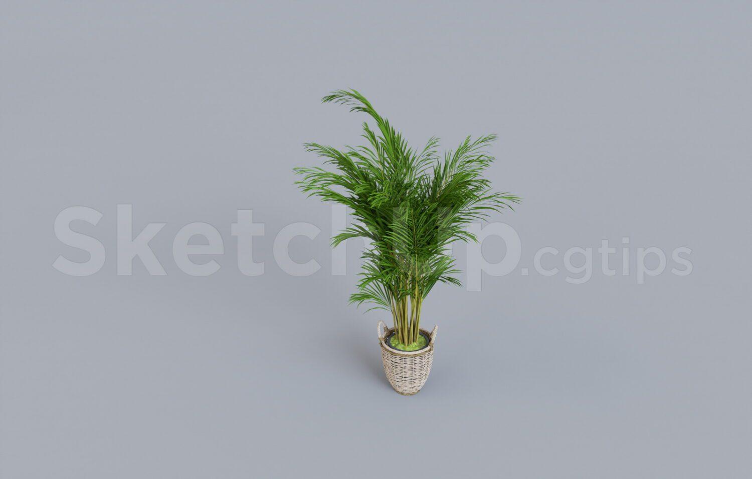 Plant