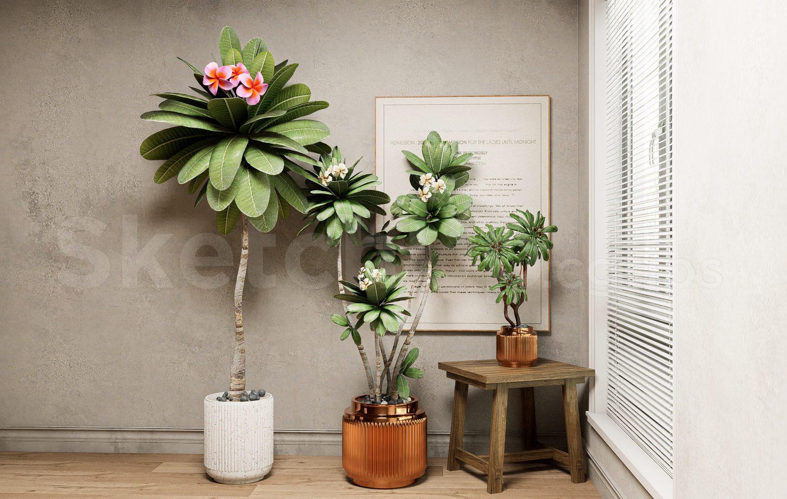 Plant