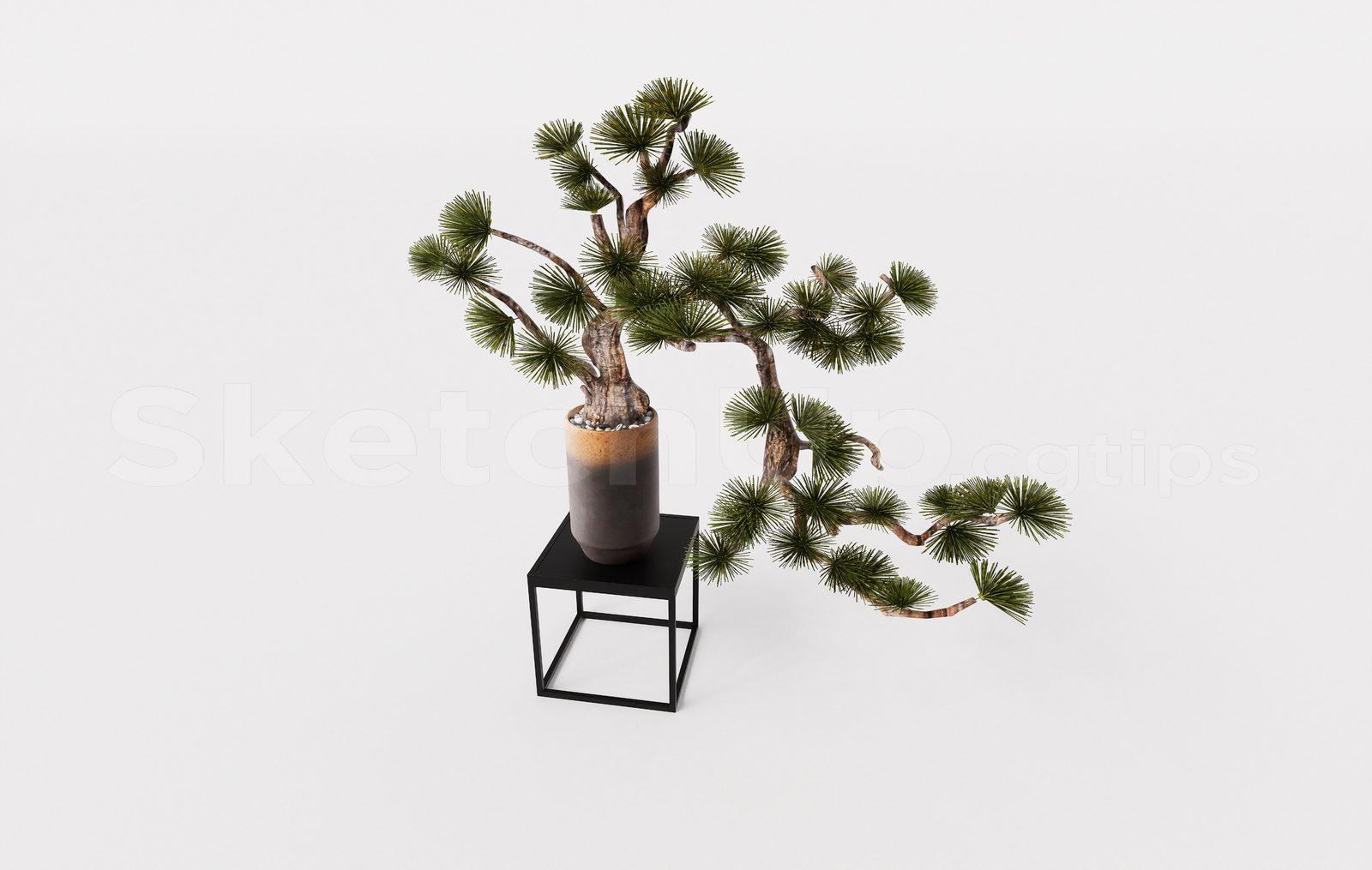 BonSai Tree