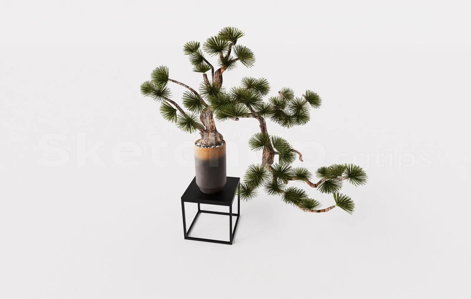 BonSai Tree