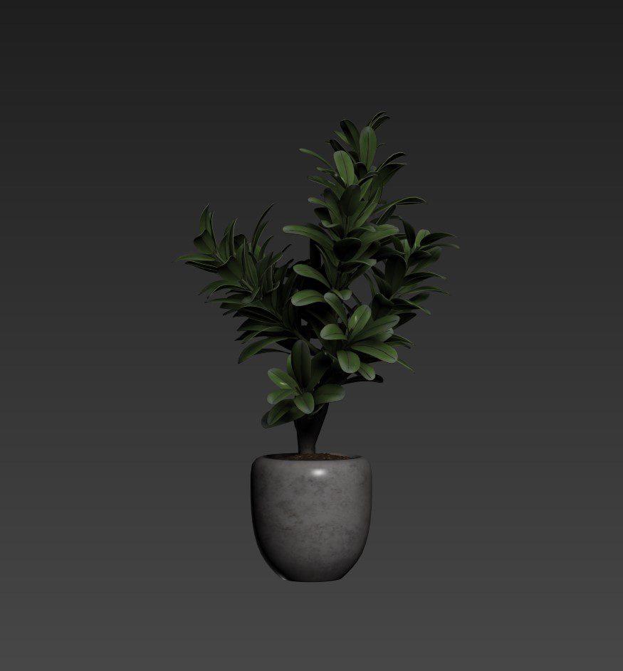 Plant