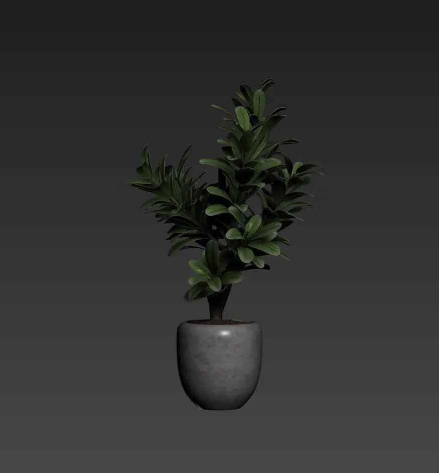 Plant