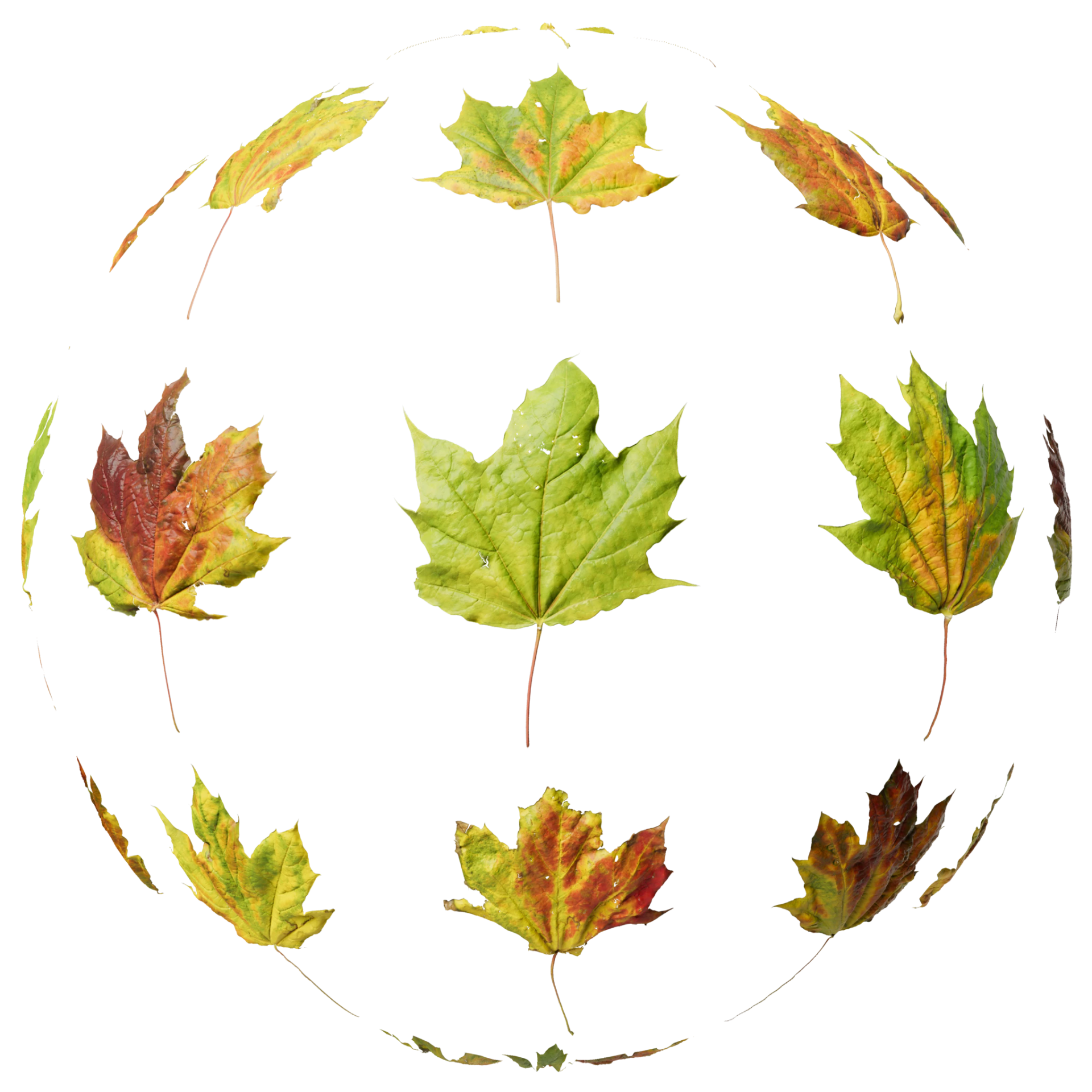 Leaf Set 027