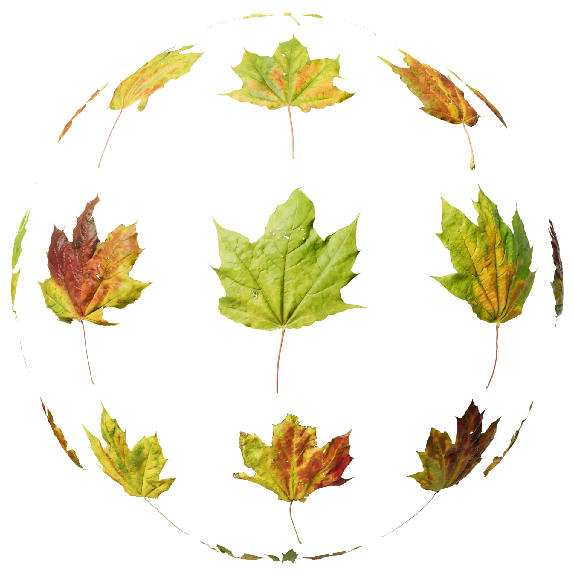 Leaf Set 027