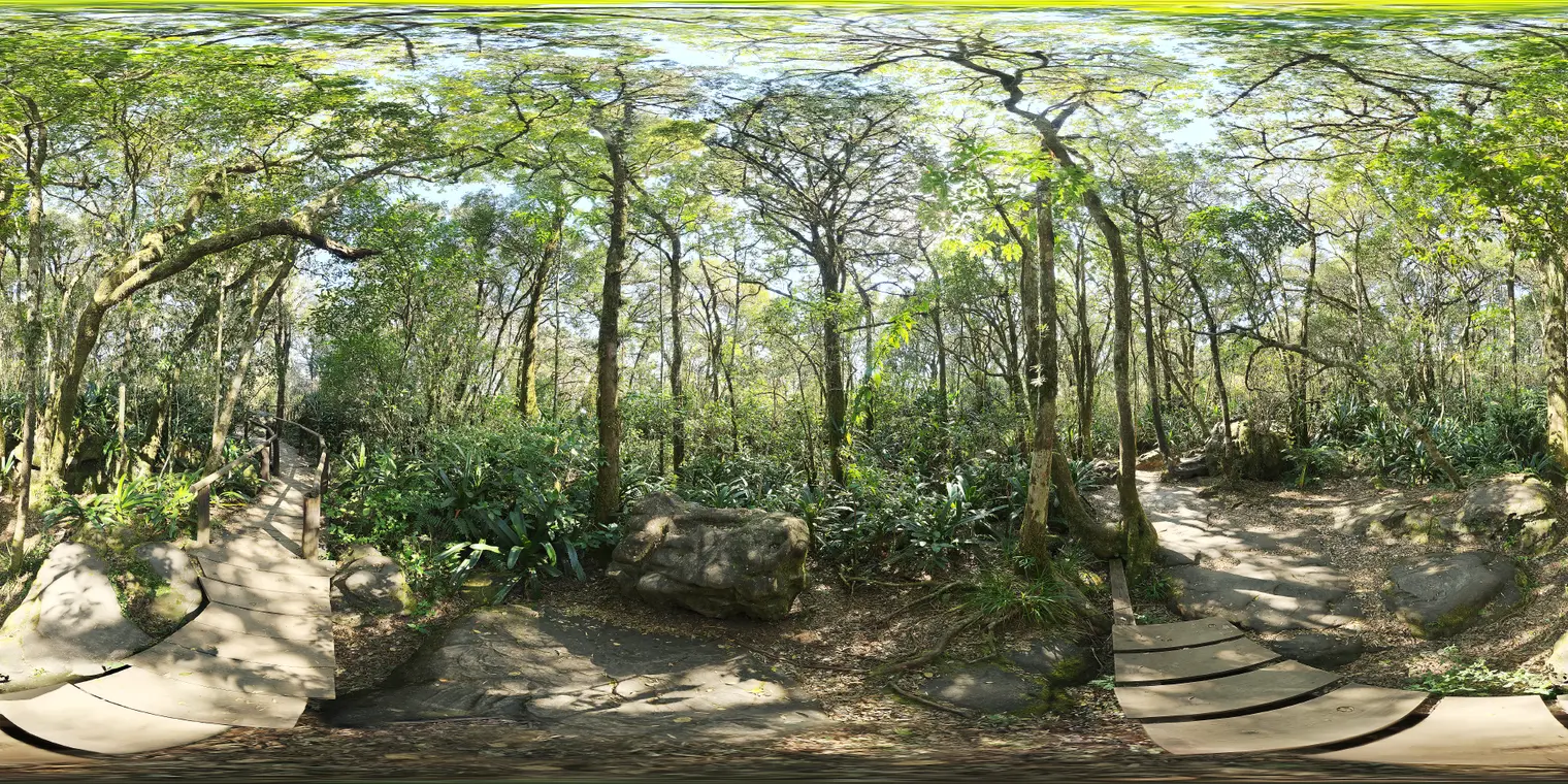 Rainforest Trail