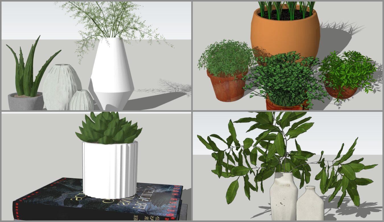 Plants