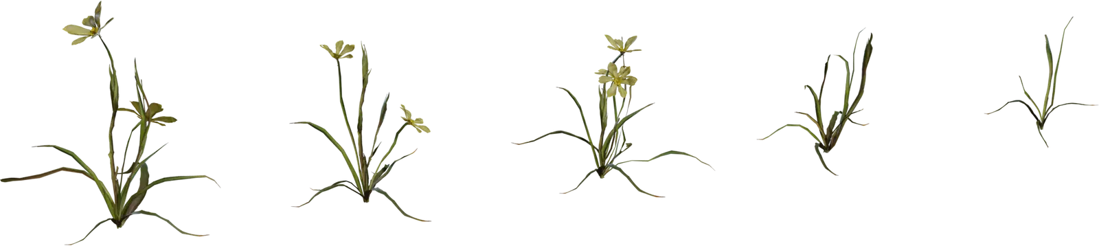 Flower Empodium