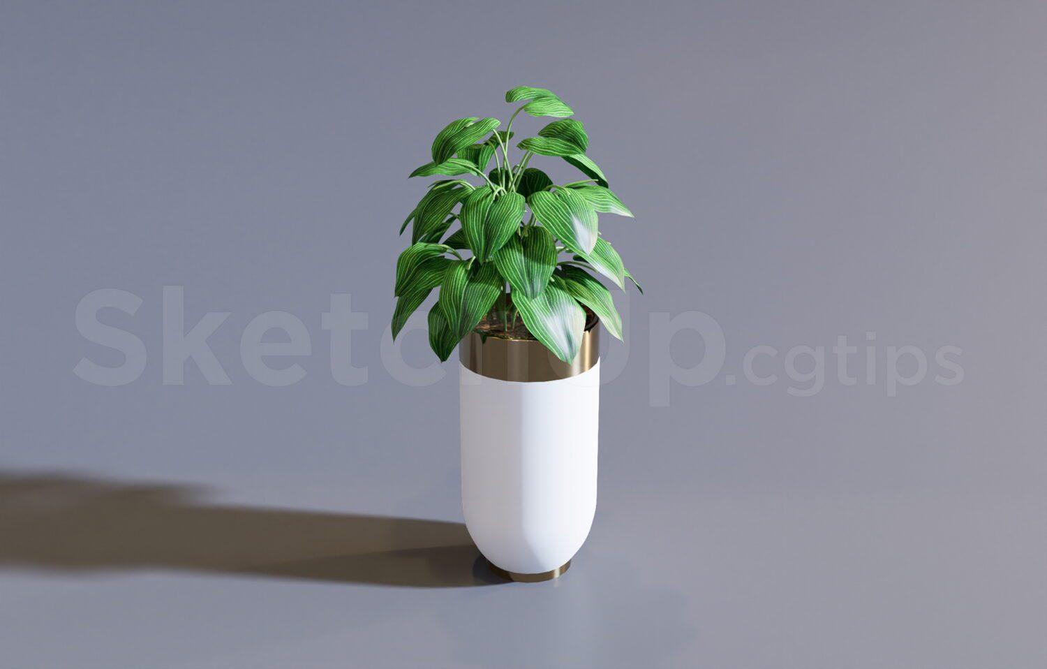 Plant