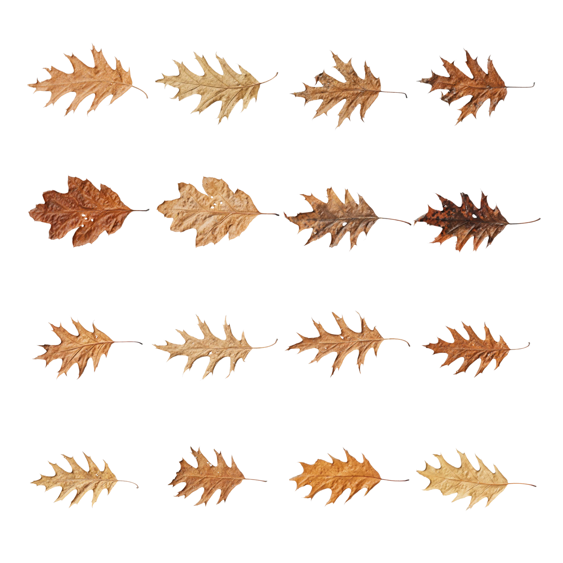 Leaf Set 030
