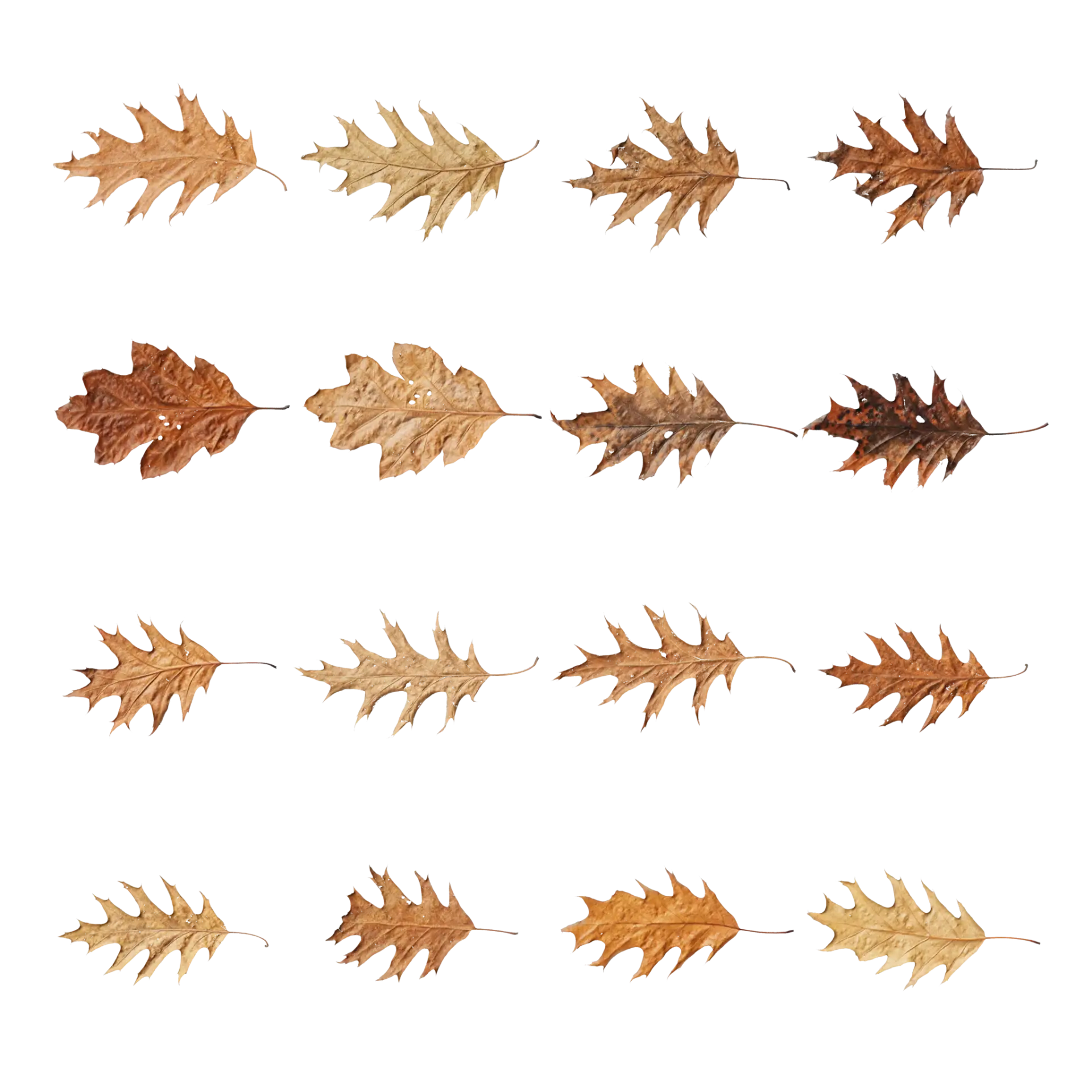 Leaf Set 030