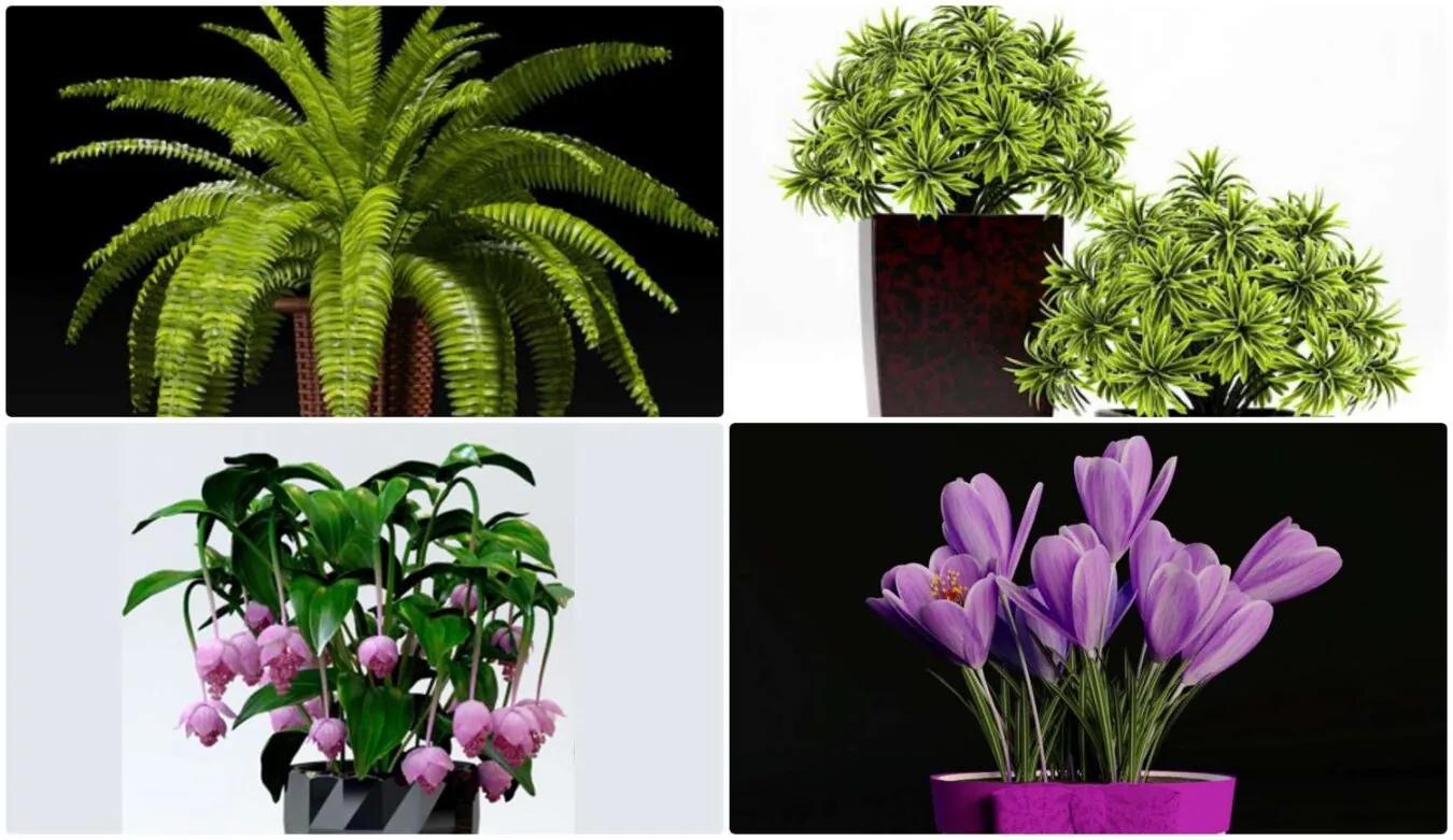 Plant