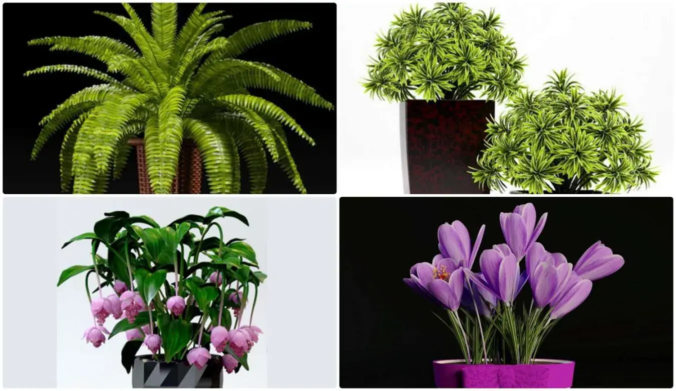 Plant