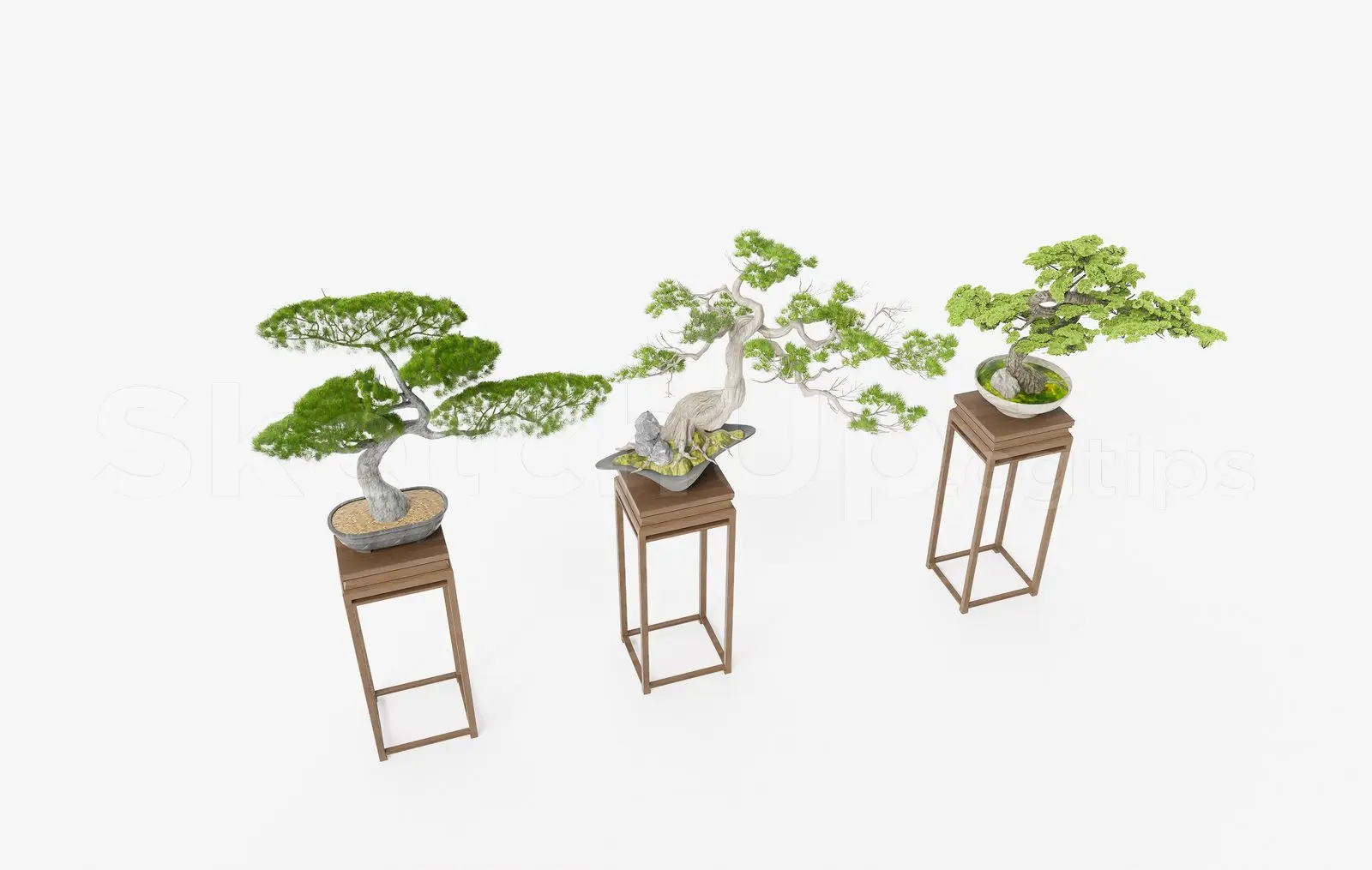 BonSai Tree