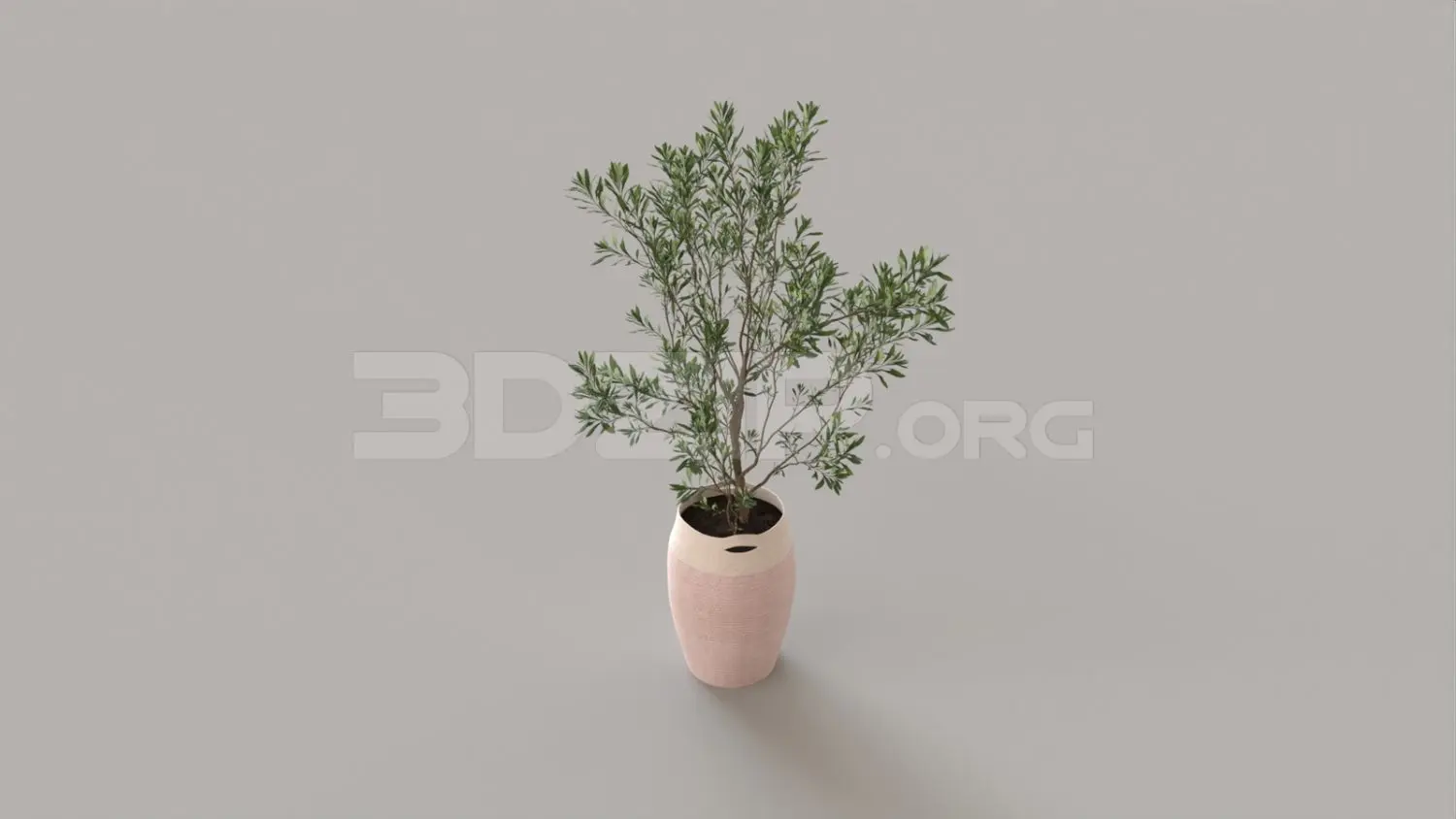 Plant