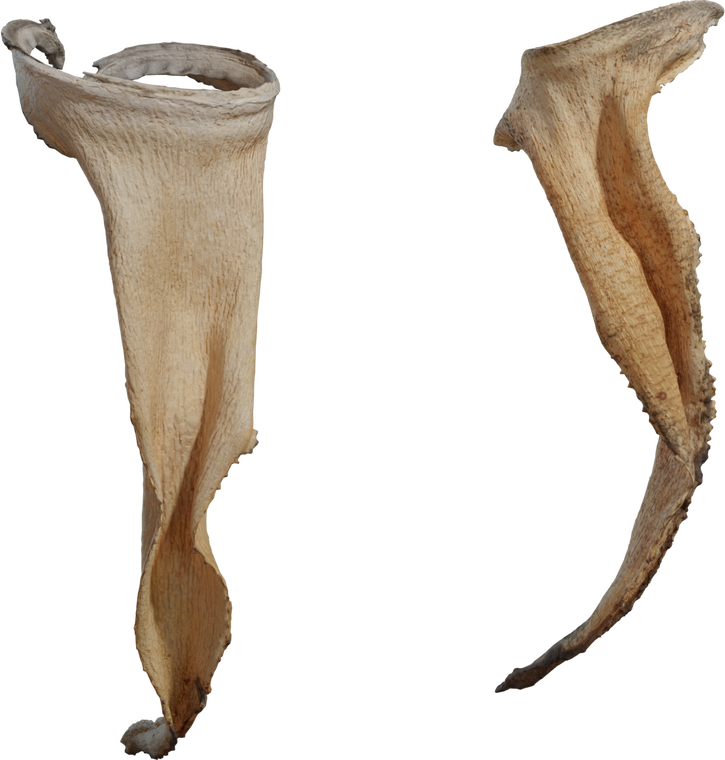 Dry Quiver Leaf