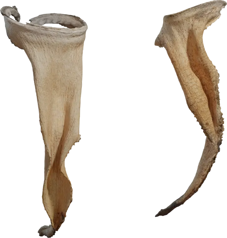 Dry Quiver Leaf — preview 1, by Greg Zaal, Rico Cilliers (Poly Haven, CC0)