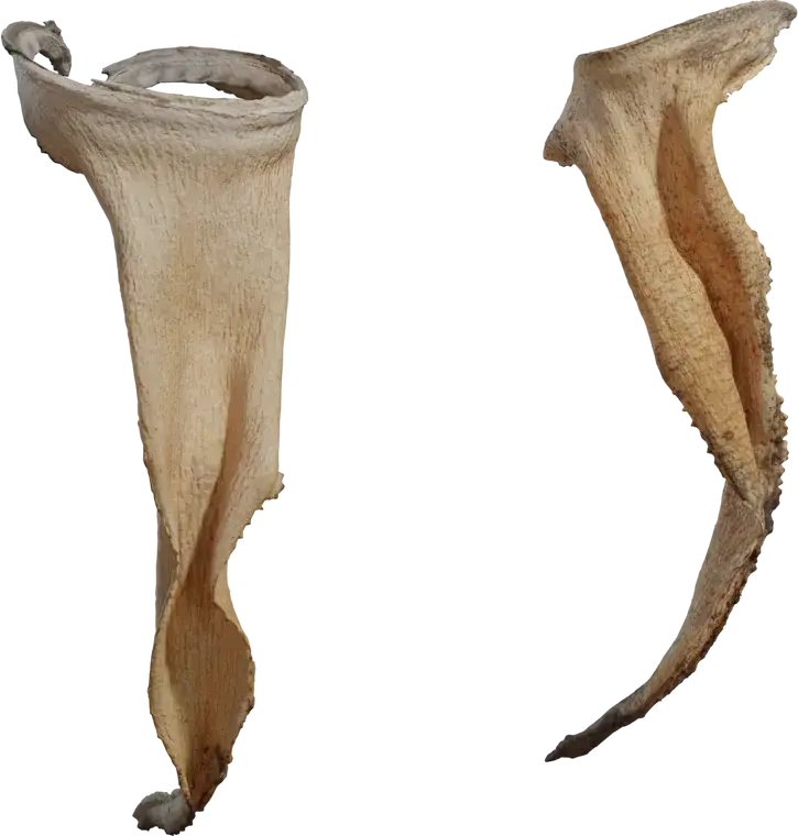 Dry Quiver Leaf