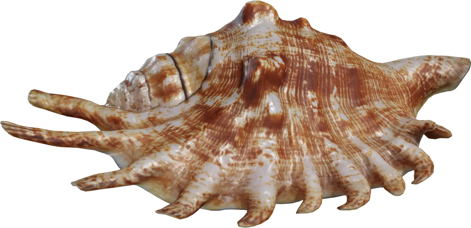 Lambis Shell — preview 1, by Kuutti Siitonen (Poly Haven, CC0)