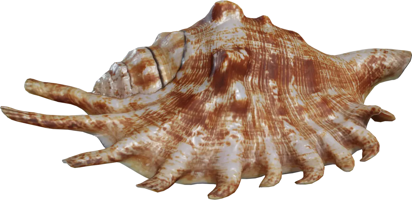Lambis Shell