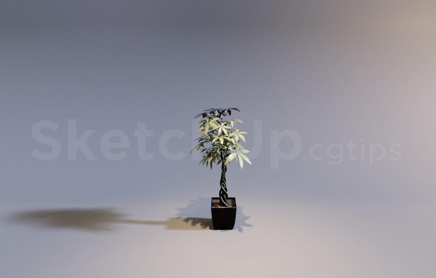 Plant