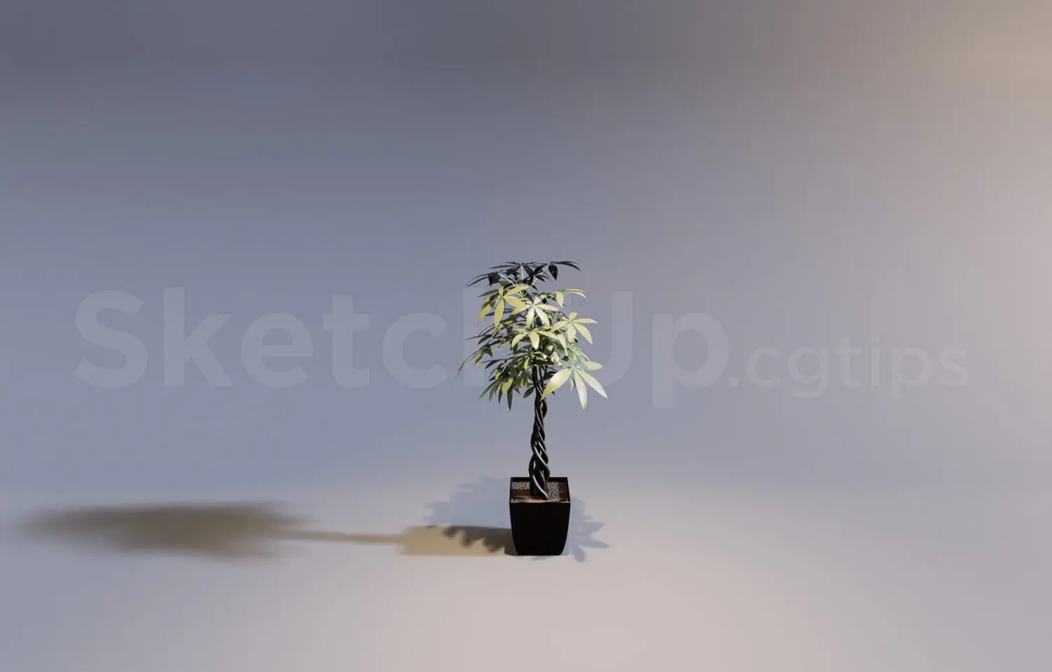 Plant