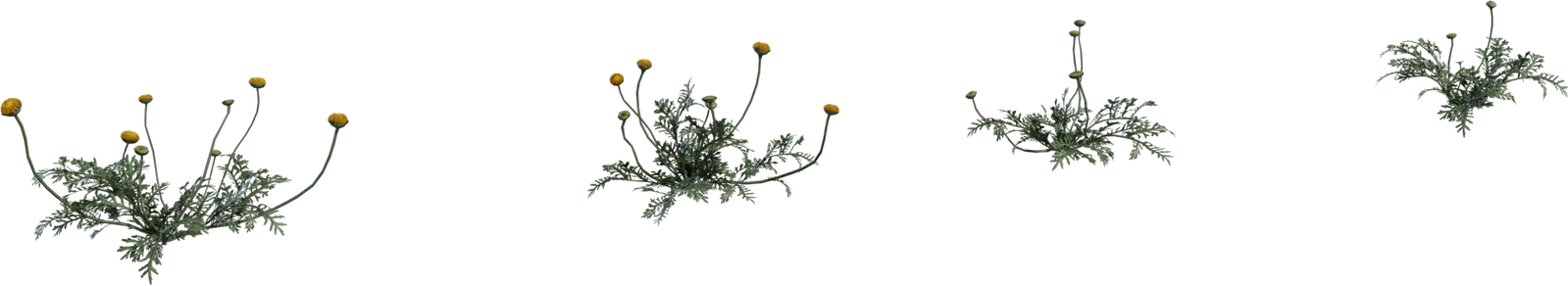 Flower Stinkkruid