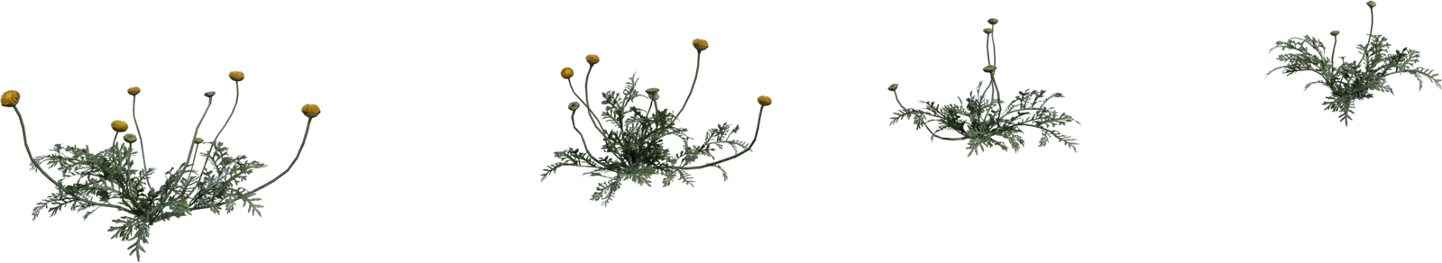 Flower Stinkkruid
