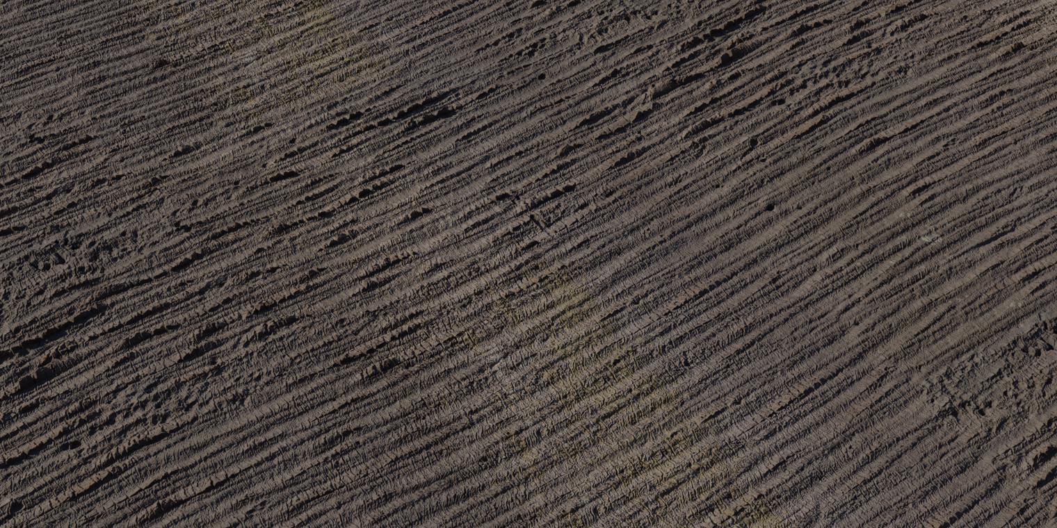 Palm Bark