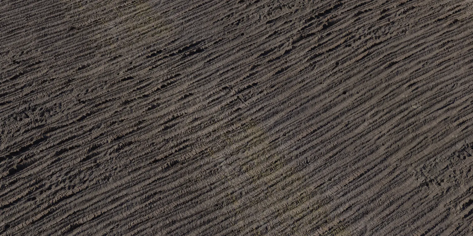 Palm Bark