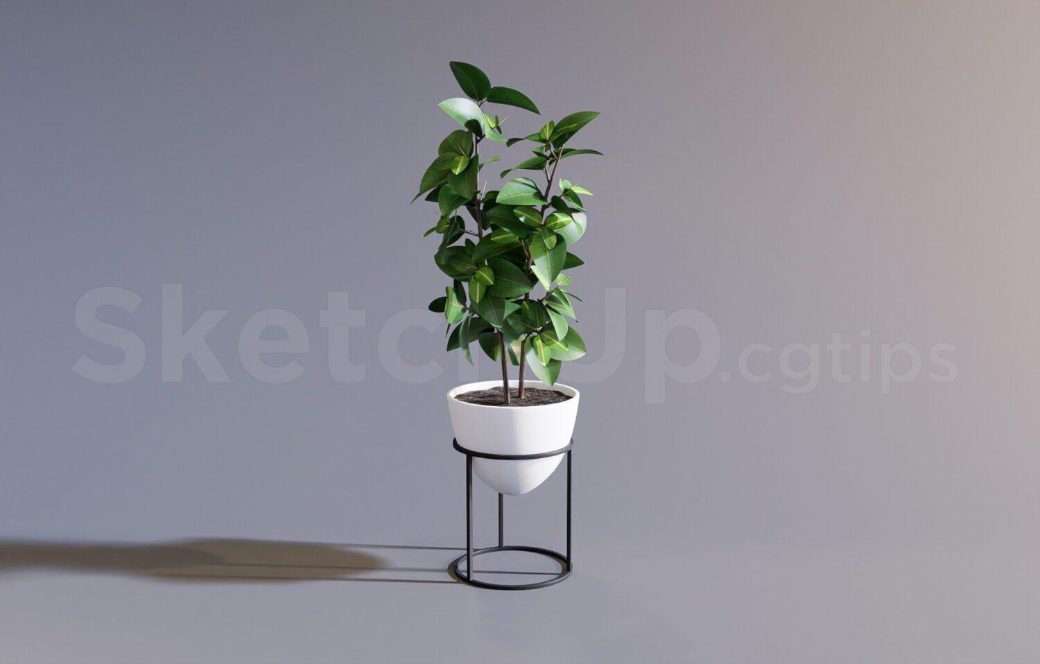 Plant