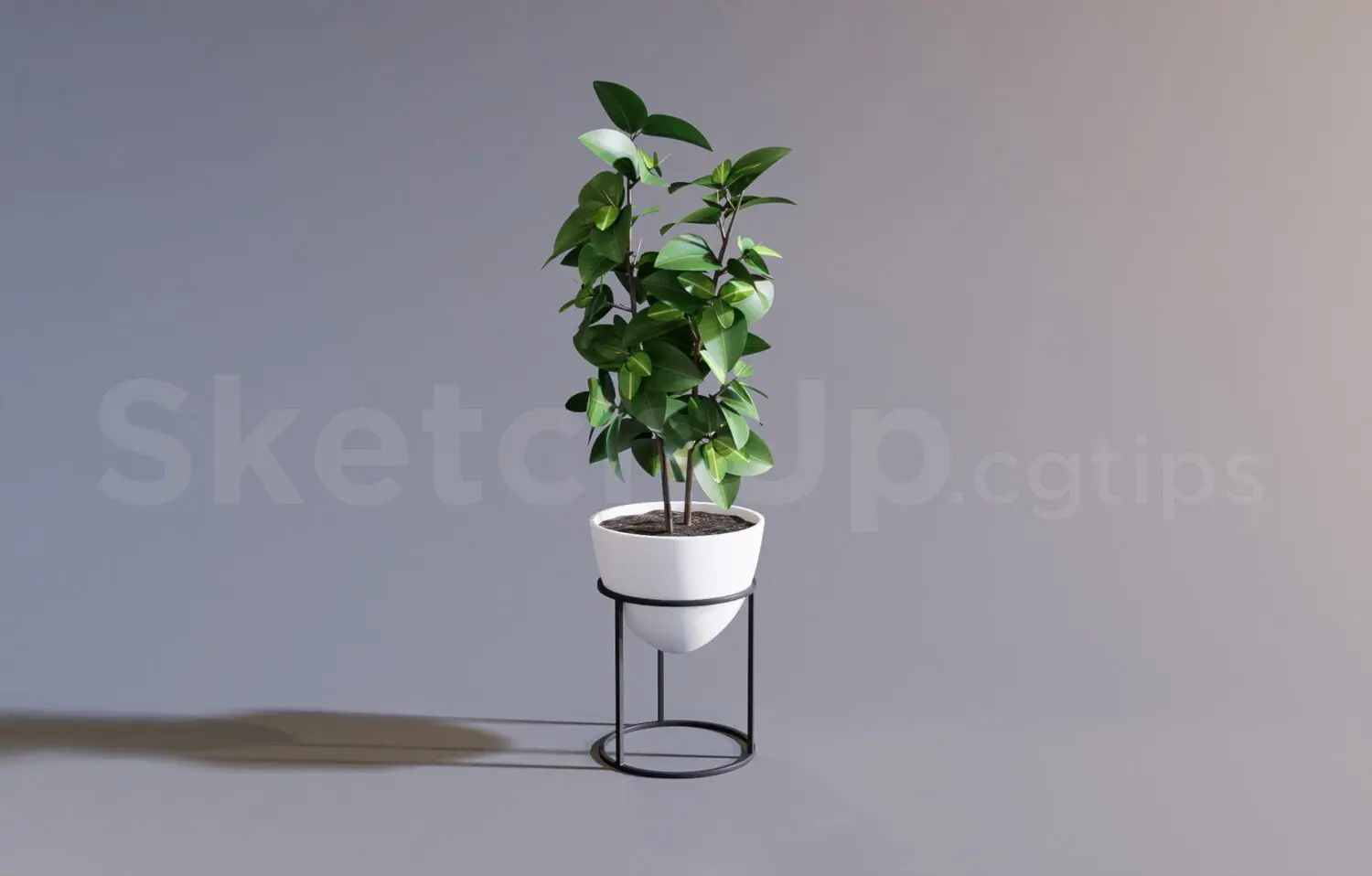 Plant