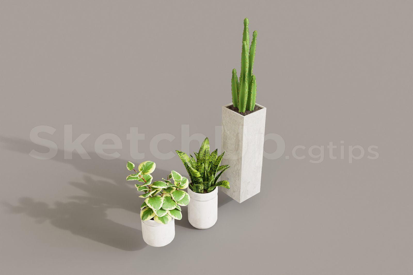 Plant