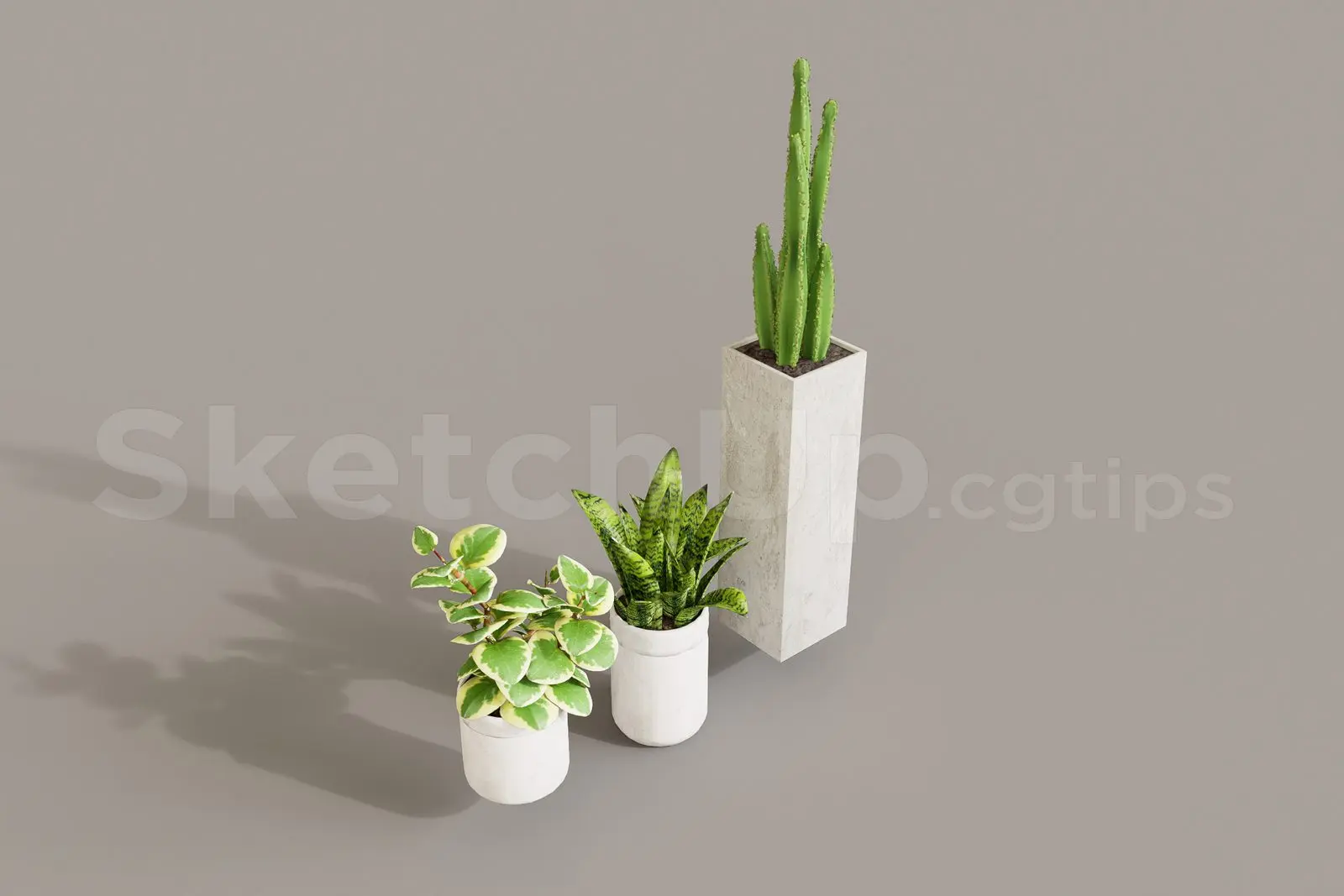 Plant