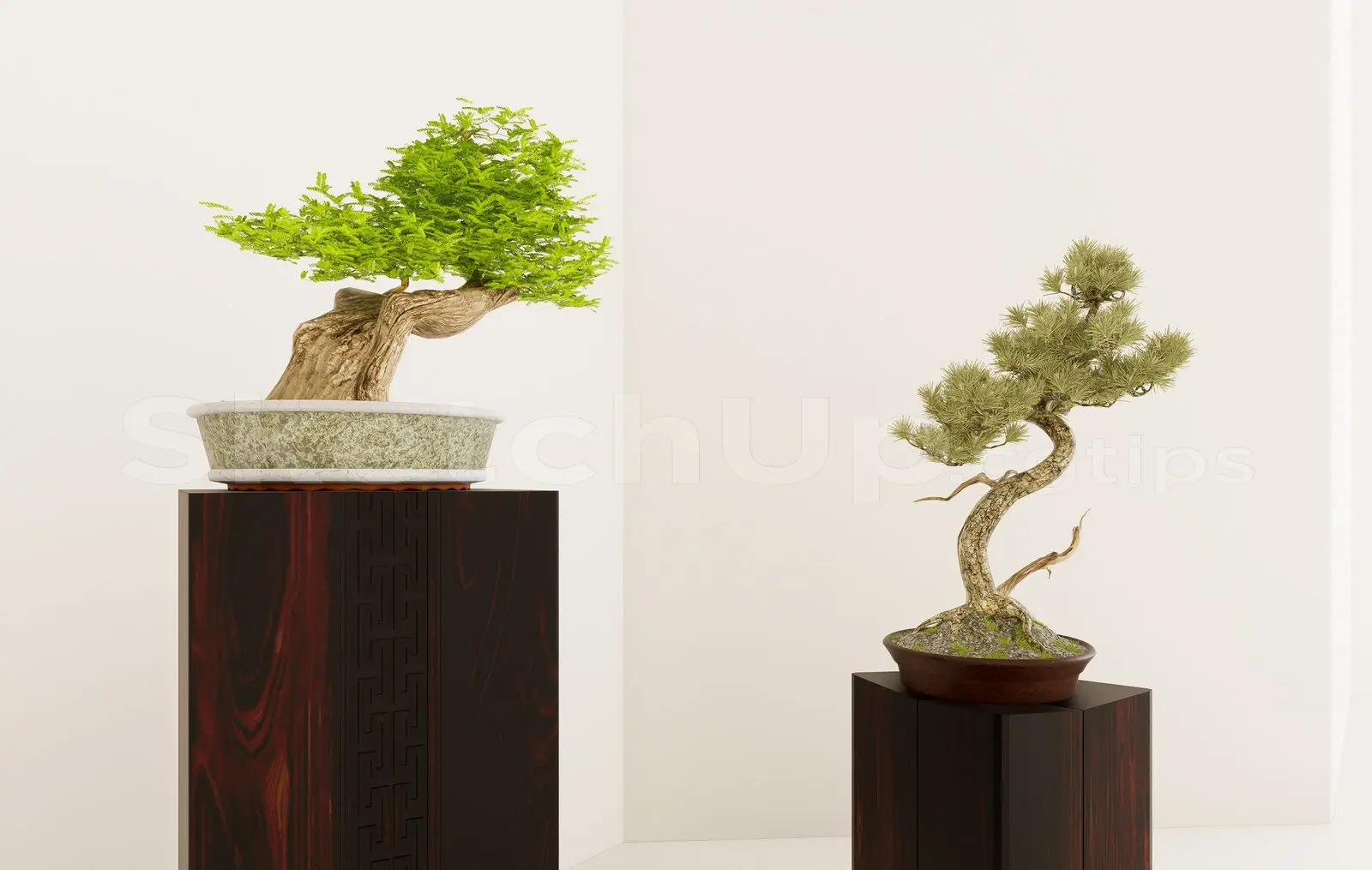 BonSai Tree