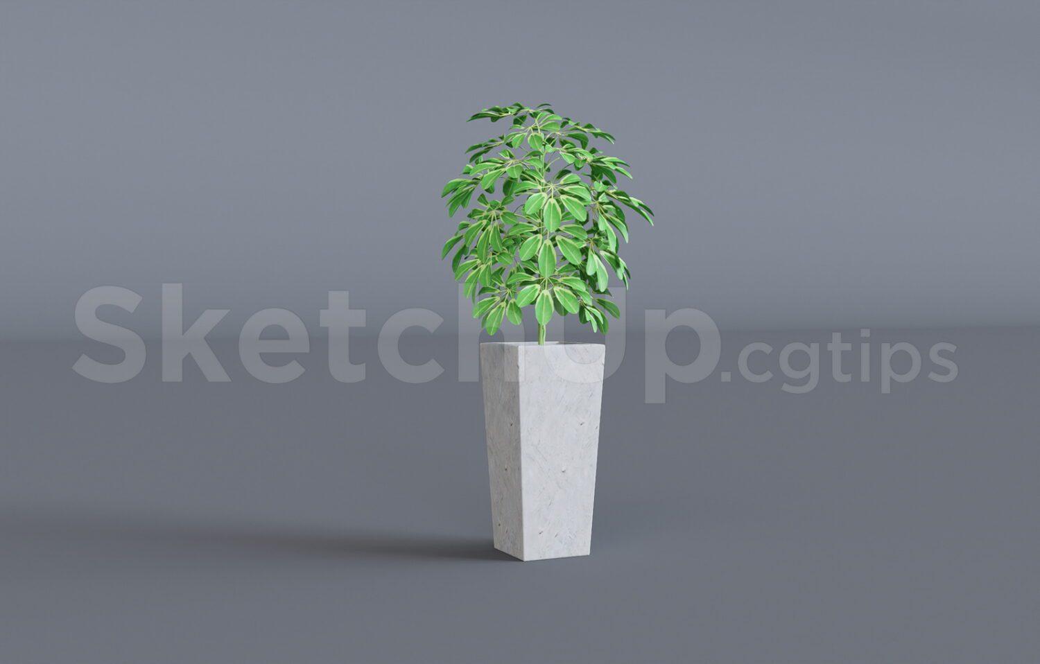 Plant