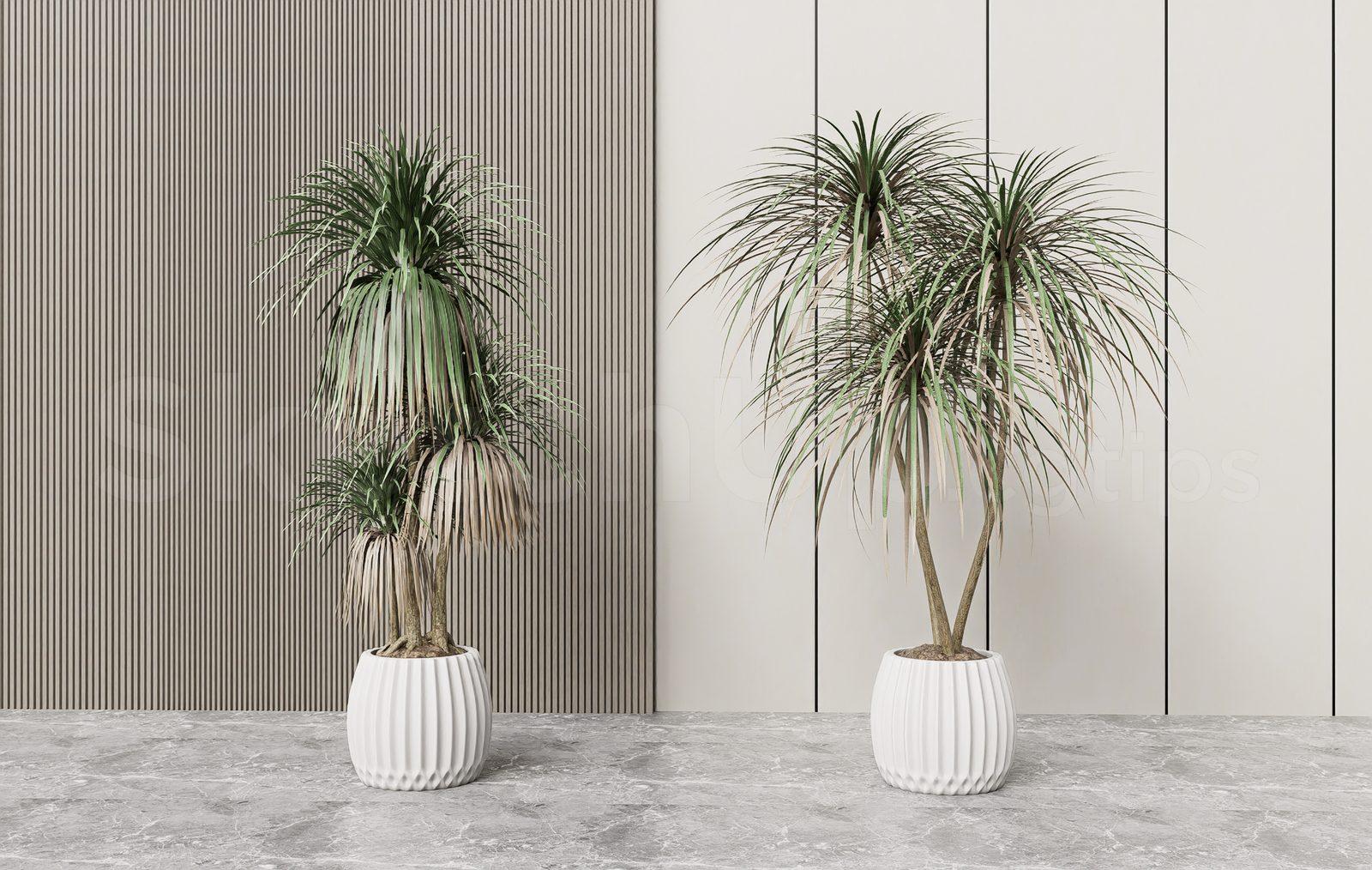 Plant