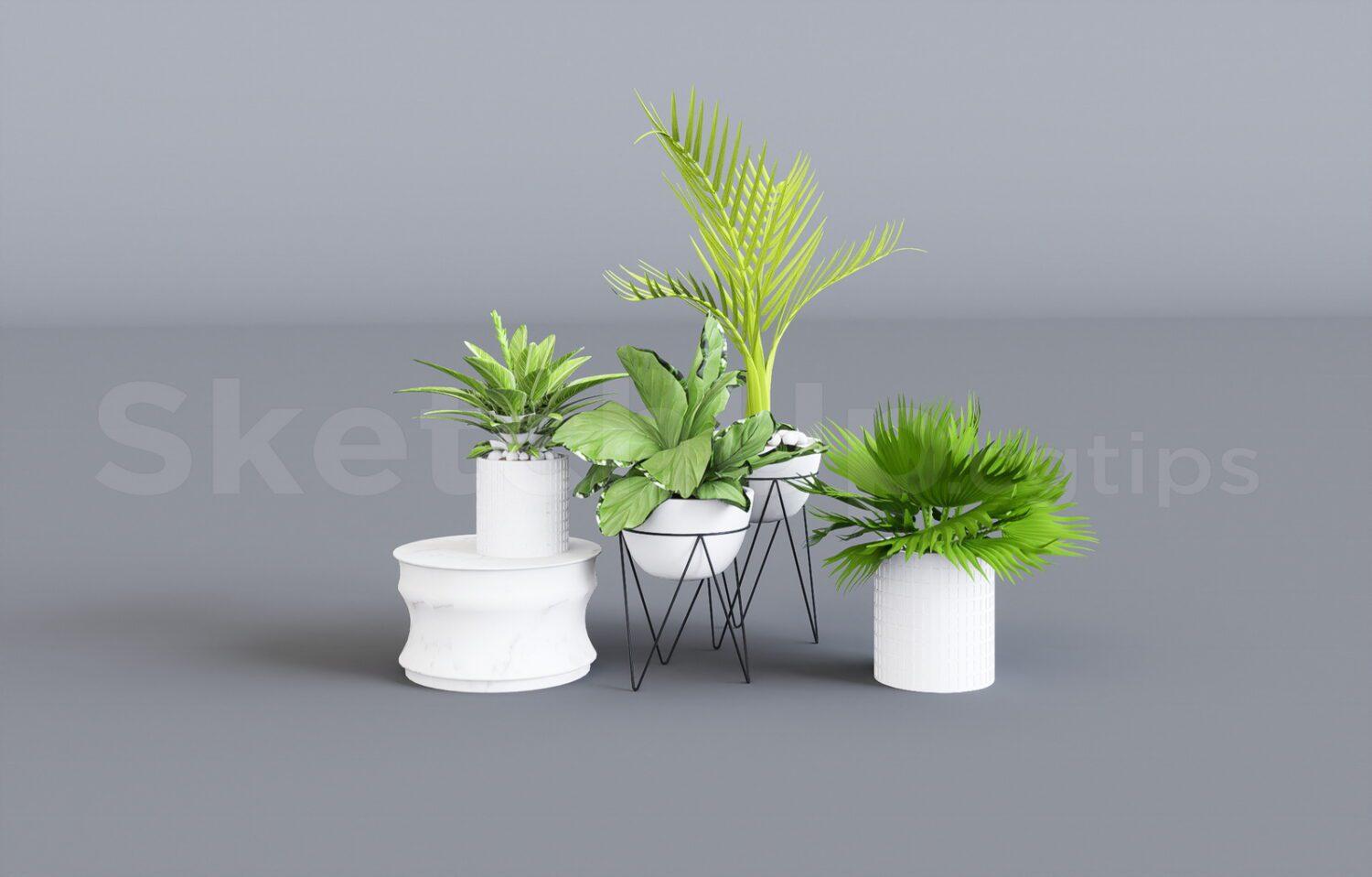 Plant