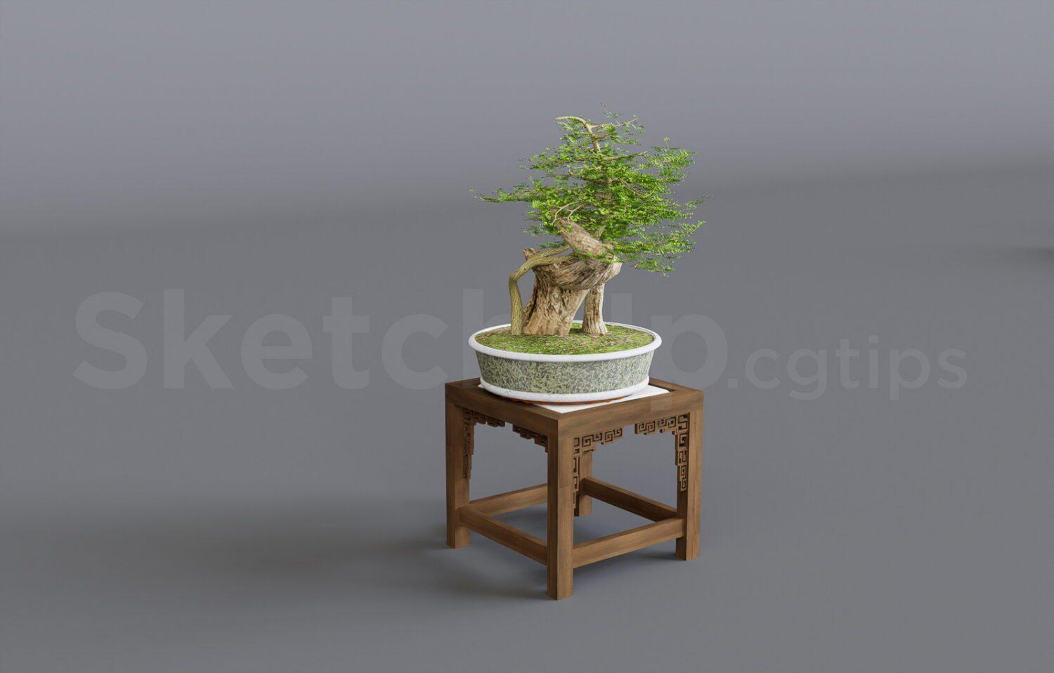 BonSai Tree
