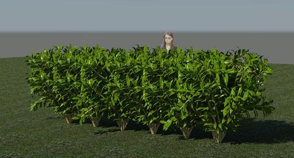 3D Bushes