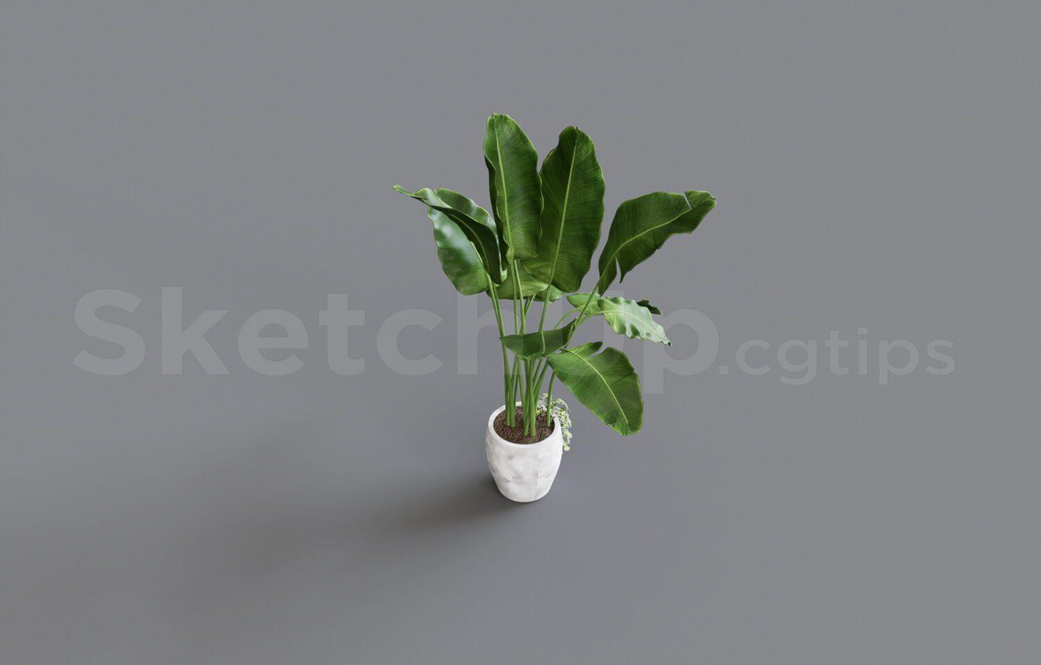 Plant
