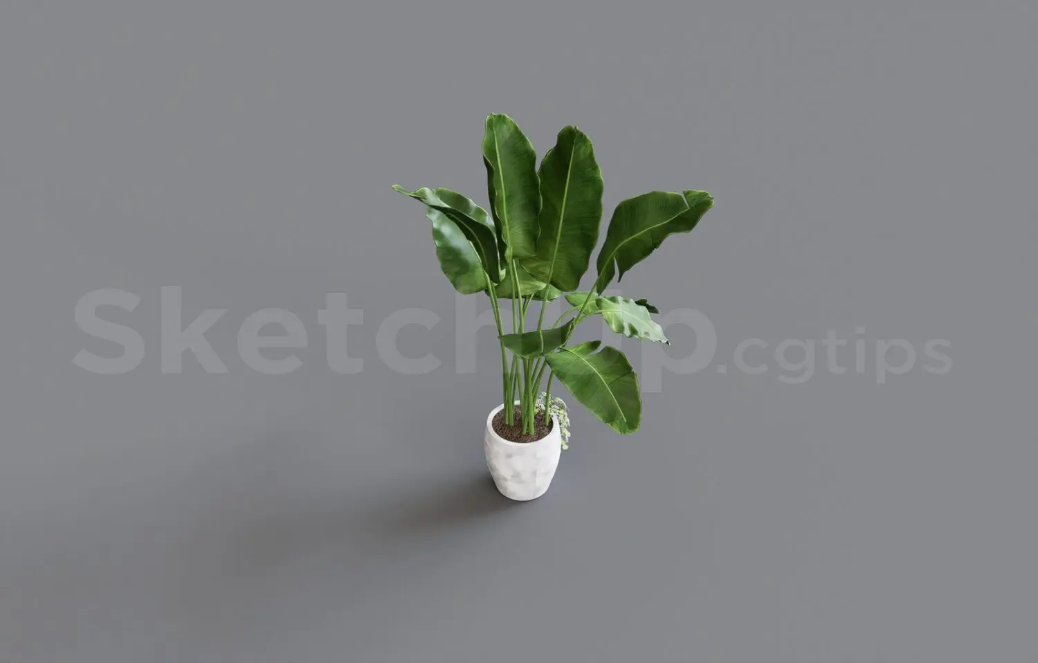 Plant